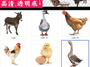 家禽養(yǎng)殖系列 從公雞到奶牛的多樣化經(jīng)營