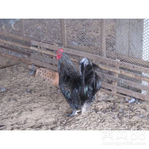 光禽的屠宰及生產(chǎn)工藝