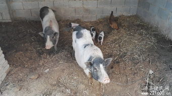 寵物家禽生態(tài)養(yǎng)殖 綠色環(huán)保家禽養(yǎng)殖之道