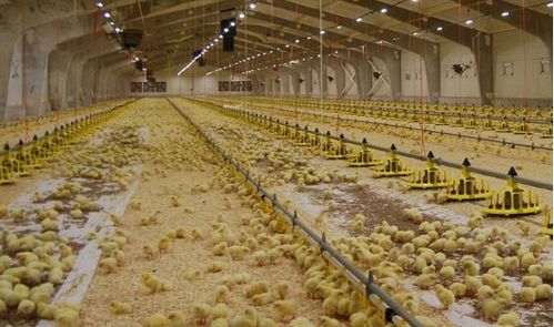 溫氏“公司+農(nóng)戶”合作模式 譜寫鄉(xiāng)村致富經(jīng)，引領(lǐng)家禽養(yǎng)殖新篇章