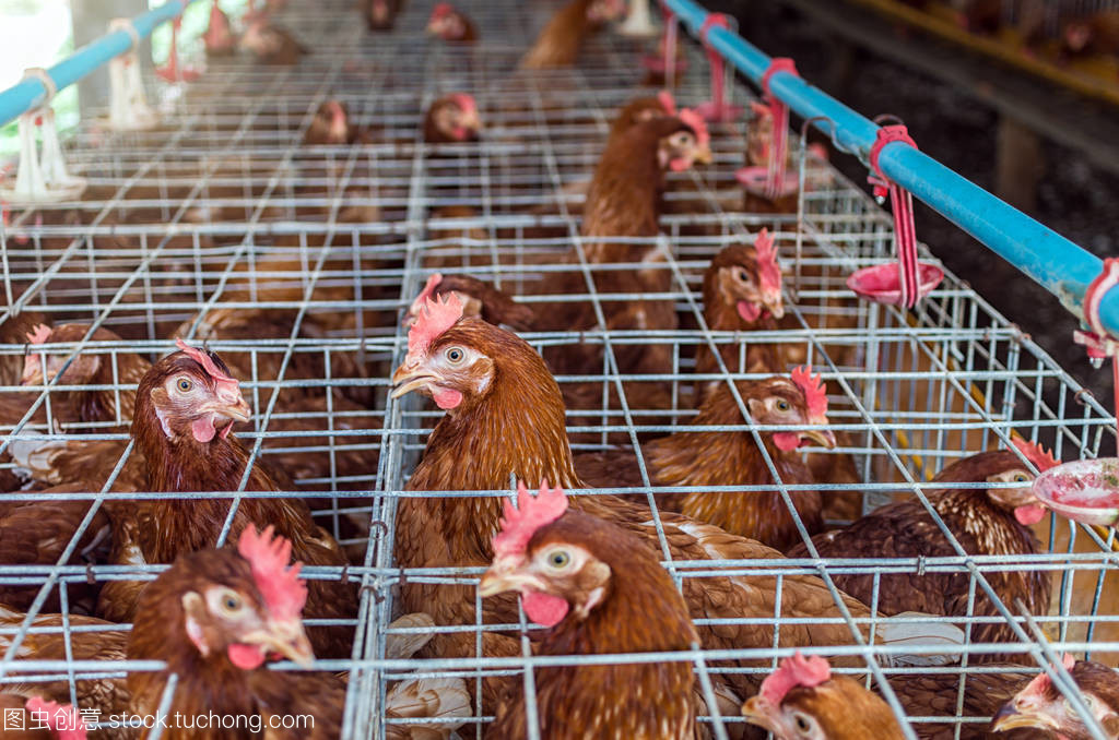 家禽農(nóng)場(chǎng)與家禽養(yǎng)殖 現(xiàn)代養(yǎng)殖業(yè)的實(shí)踐與挑戰(zhàn)