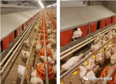 冬季蛋雞產(chǎn)蛋期飼養(yǎng)管理及中?？萍甲詣?dòng)/手動(dòng)產(chǎn)蛋箱的應(yīng)用