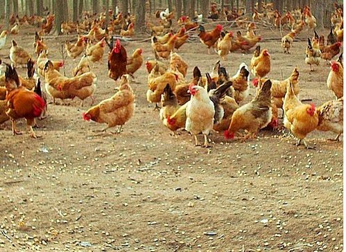 臺(tái)風(fēng)“天鴿”來襲，家禽養(yǎng)殖戶如何做好防災(zāi)減災(zāi)工作？