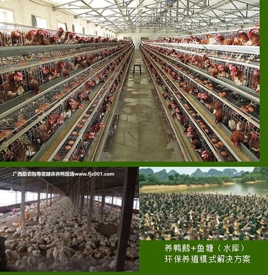 專業(yè)助農(nóng)家禽養(yǎng)殖服務(wù) 賦能農(nóng)戶，提升養(yǎng)殖效益