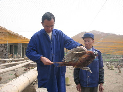 飛翔家禽養(yǎng)殖合作社 以專業(yè)養(yǎng)殖助力鄉(xiāng)村振興，打造三門特色農(nóng)業(yè)名片